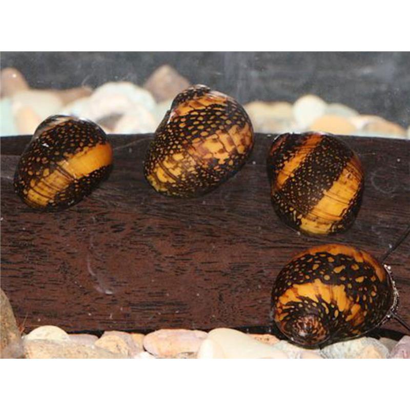 Neritina sp. batik - imagine 4